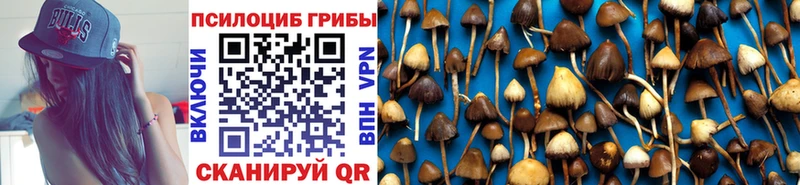 где купить наркоту  Муром  Псилоцибиновые грибы Psilocybine cubensis 